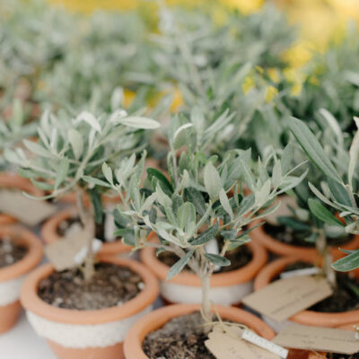 The olive tree: the perfect favour for a destination wedding in Italy