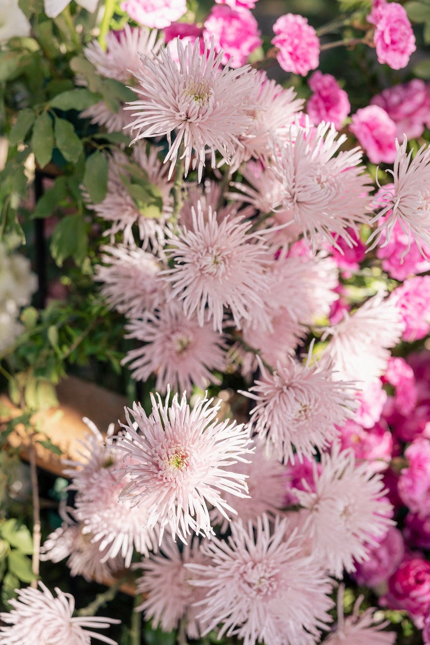 light pink chrysanthemums for italian wedding
